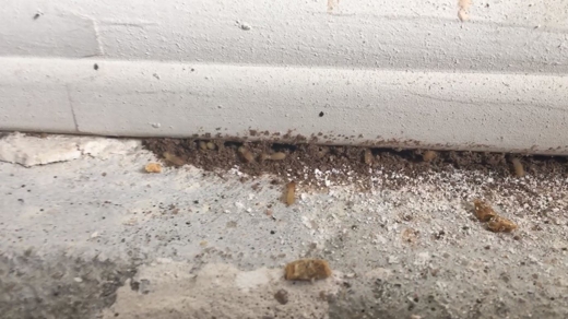 Termites Coming Out From Under Baseboards