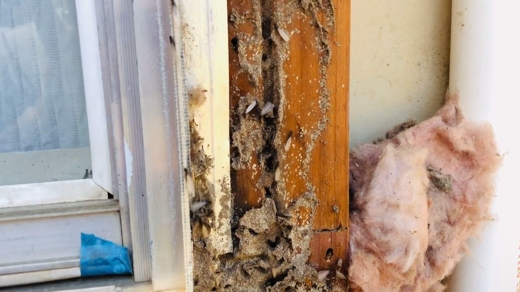 Termites Swarming All Over Damaged Open Woodwork