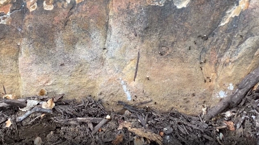 Ants Coming Up from Under Mulch
