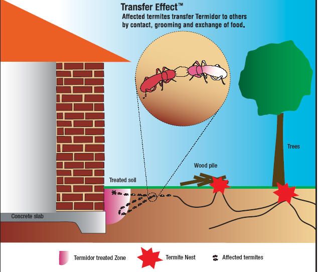 Termite Info-graphic