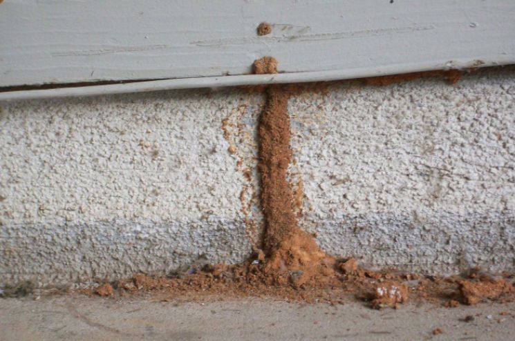 termite tunnel