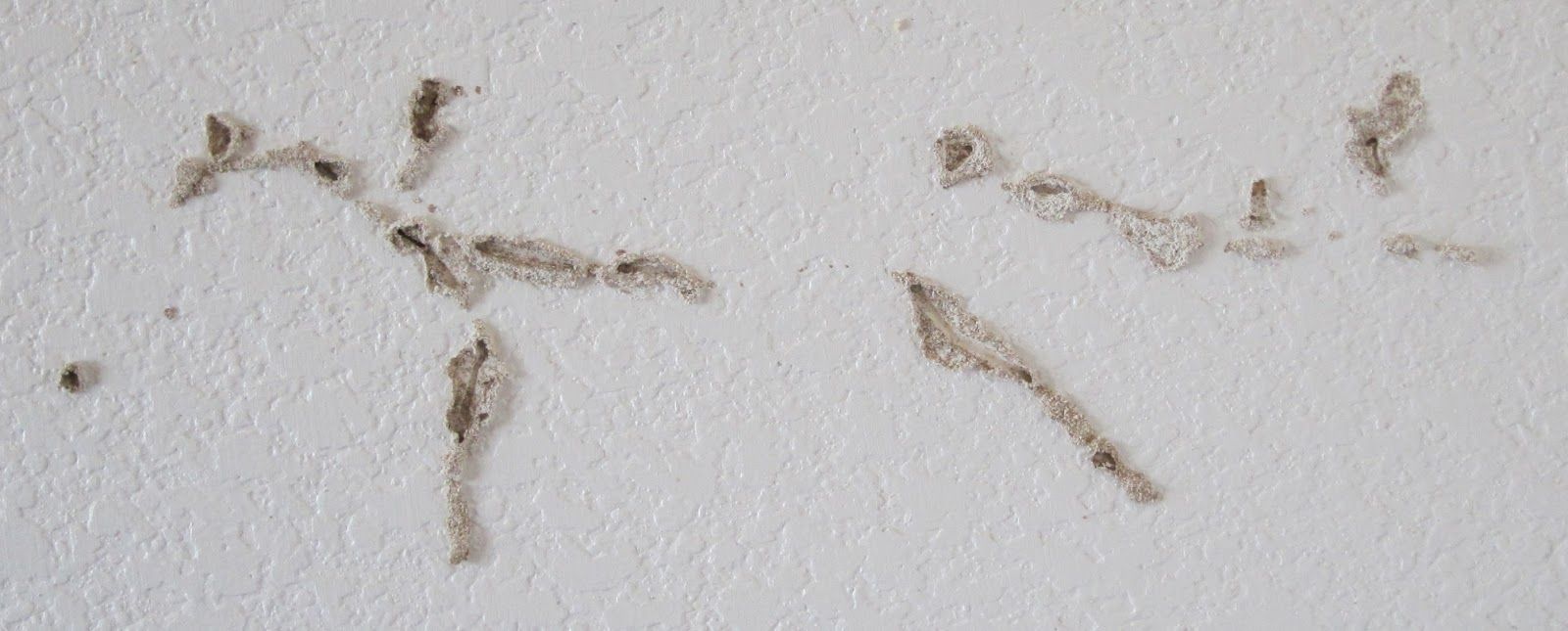 termite wings