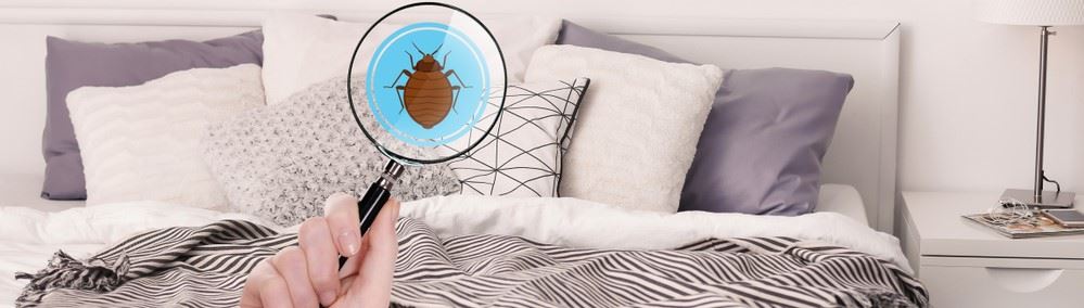 Pest control inspection in Broken Arrow